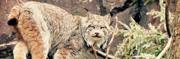 thumb_CanadaLynx-large-1_1024