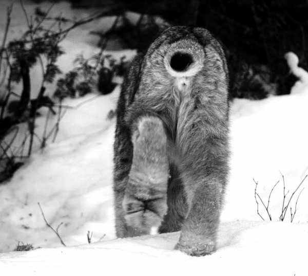 thumb_lynxbutt-600x537_1024