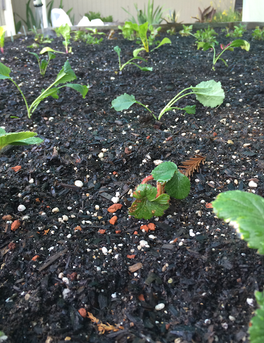 Screen Shot 2016-07-17 at 4.33.04 PM.png