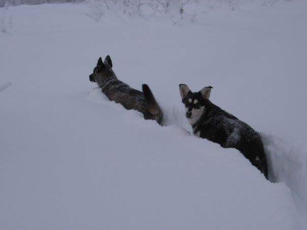 Beneath the Borealis 09-25-17 A Very Bear-Y Summer Cinda + Diesel