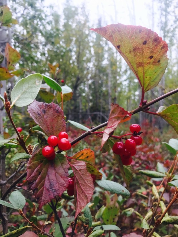 First Hard Frost Fall Highbush Cranberries