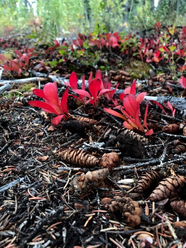 Venn and His Diagram Fall Foliage