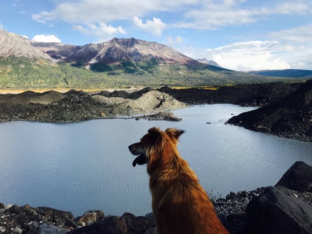 Venn and His Diagram Molly Dog