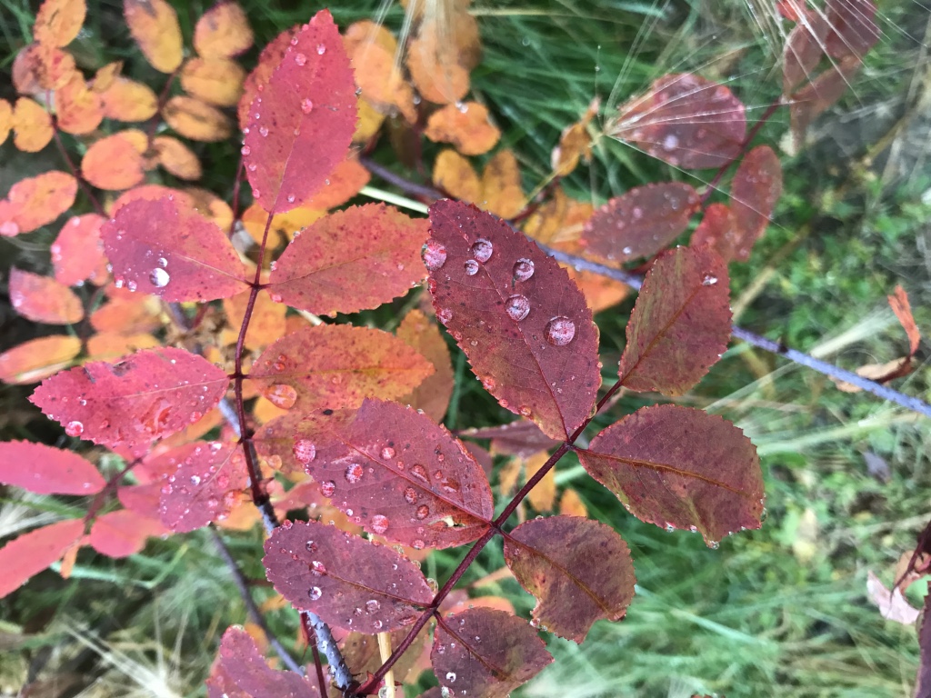 Beneath the Borealis - Little Letting Gos - The Change Fall Foliage.jpg
