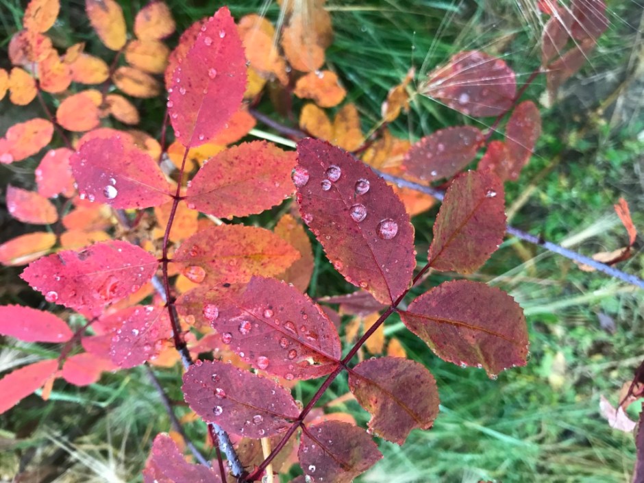 Beneath the Borealis - Little Letting Gos - The Change Fall Foliage.jpg