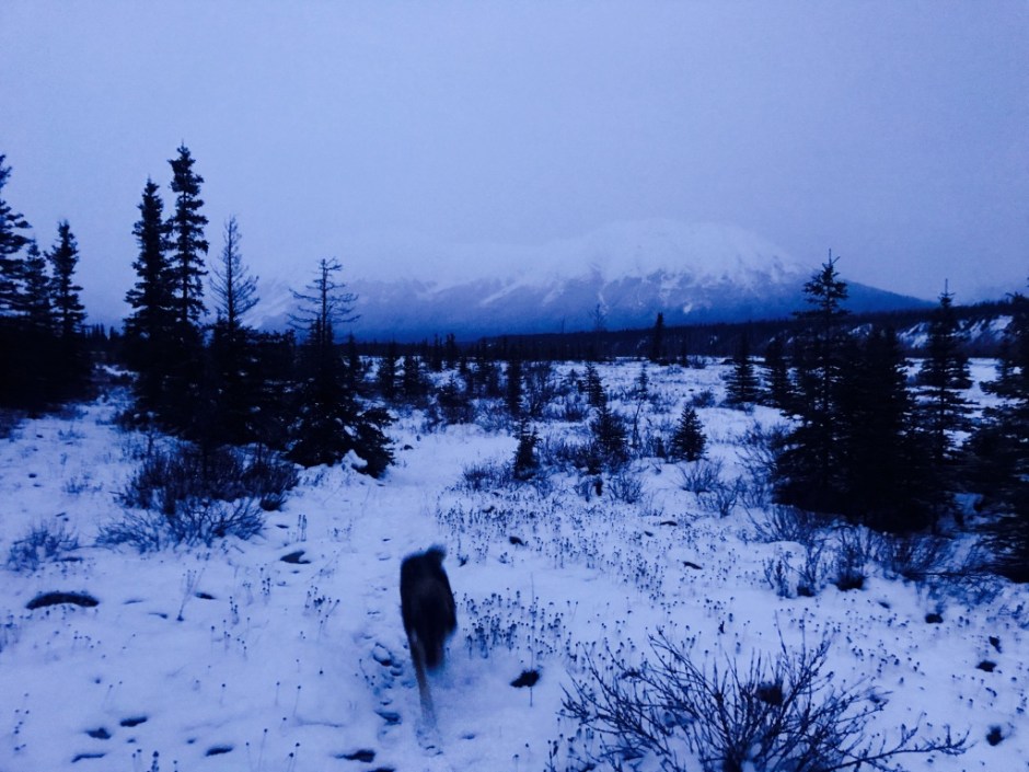 Beneath the Borealis - The California Contrast - First Snowfall Walk