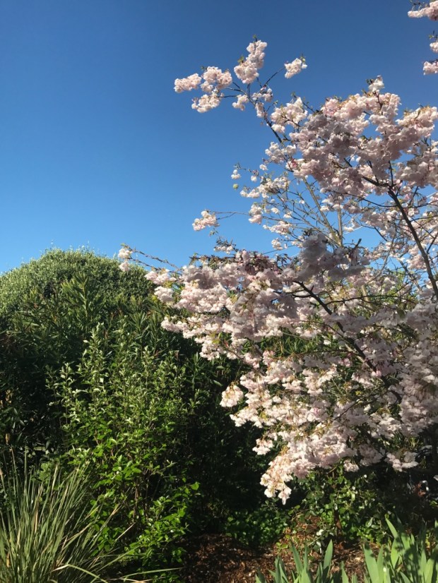 Beneath the Borealis Joni & Julia - November 13th 2017 Cherry Blossoms