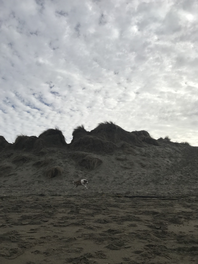 Beneath the Borealis Joni & Julia Part II Beach California Coast Bunny
