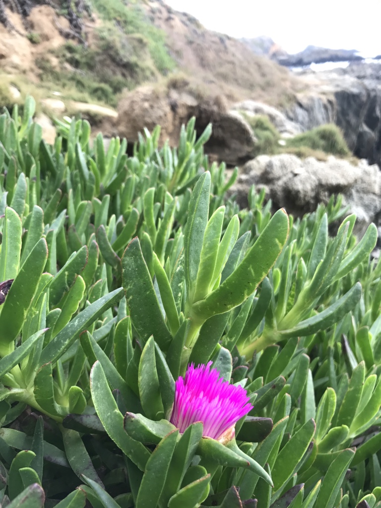 Beneath the Borealis Joni & Julia Part II Beach California Coast succulent