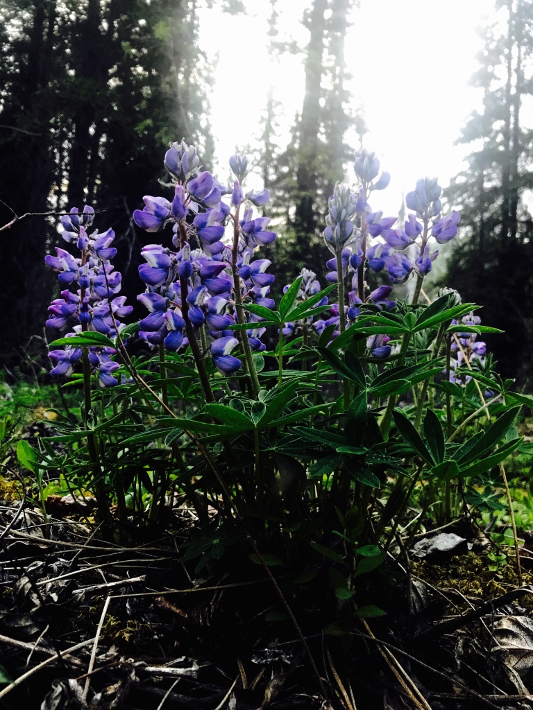 Beneath the Borealis Trifecta 12-18-17 Lupine