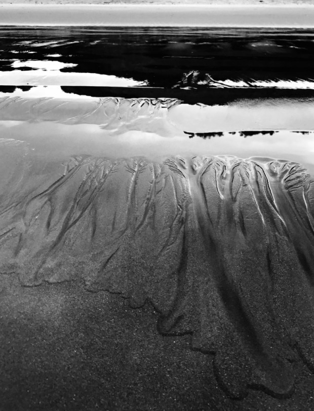 Beneath the Borealis February 9th 2018 A Reason A Season or A Lifetime Family Tree Canoa Ecuador Manabi.jpg