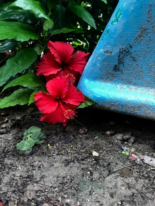 Beneath the Borealis February 9th 2018 A Reason A Season or A Lifetime Isla Corazon Tropical Flowers Ecuador.jpg