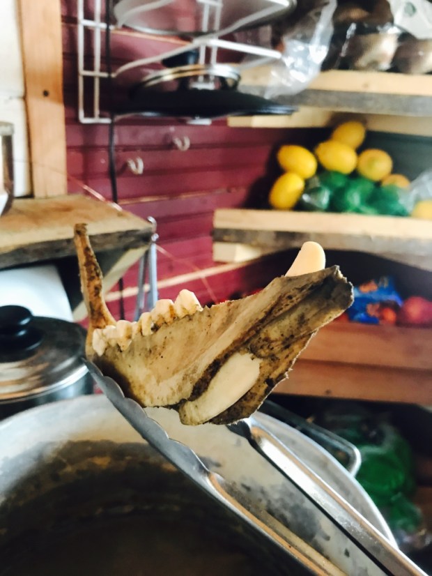 Beneath the Borealis Alaska Spring Cleaning Spring Fever 3-26-18 Skeletons Preserving