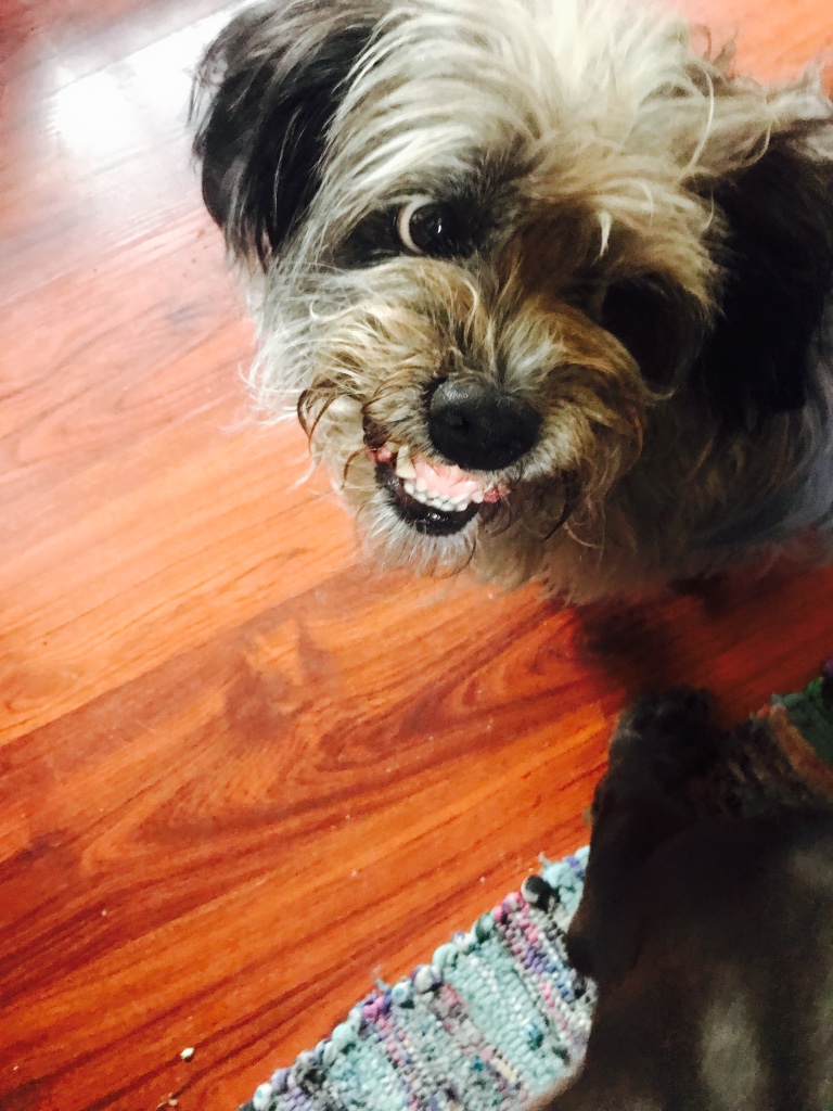 Beneath the Borealis 04-16-18 Dogs of Alaska