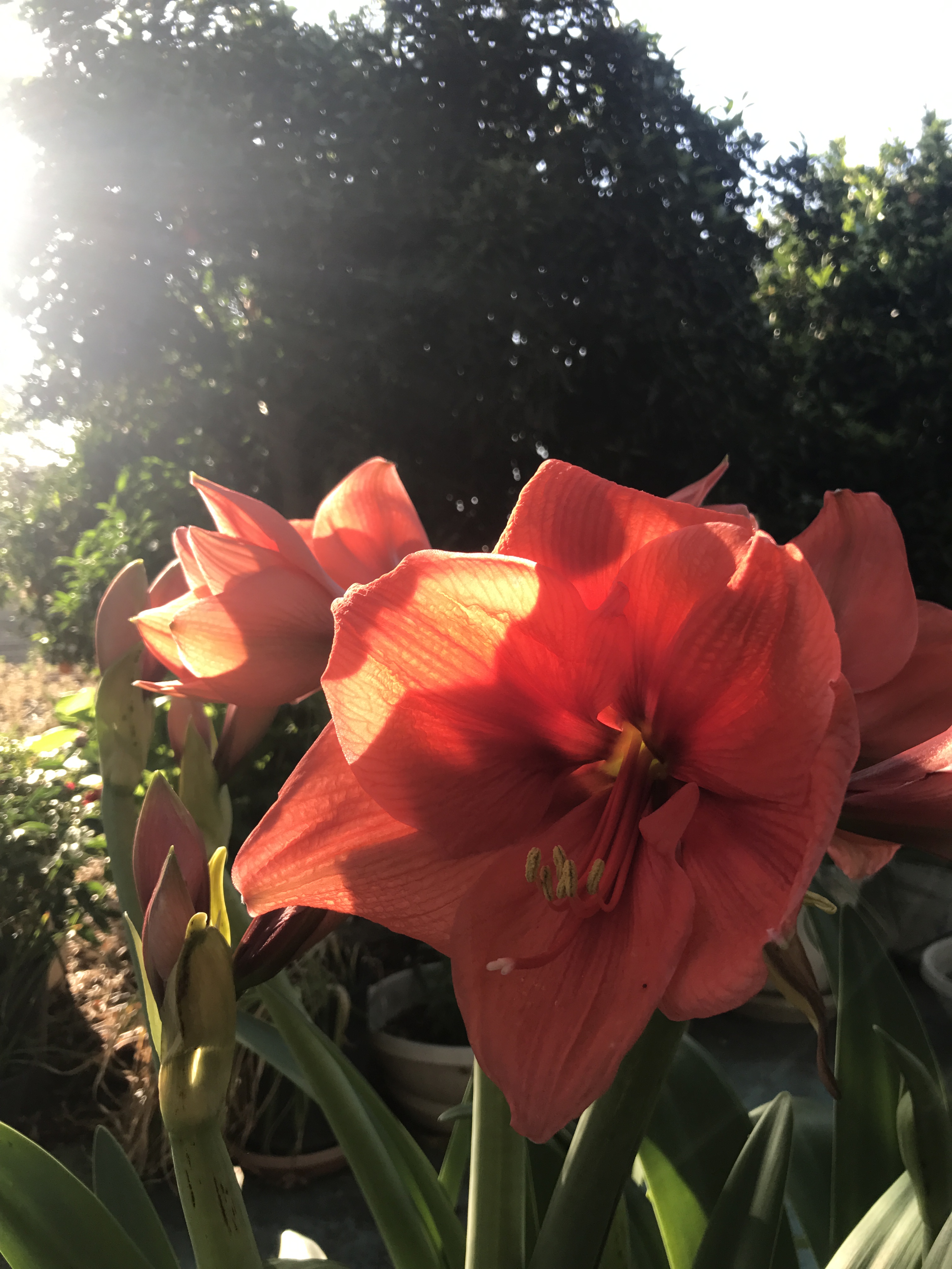 Beneath the Borealis Back in the Saddle Bulb Blooms