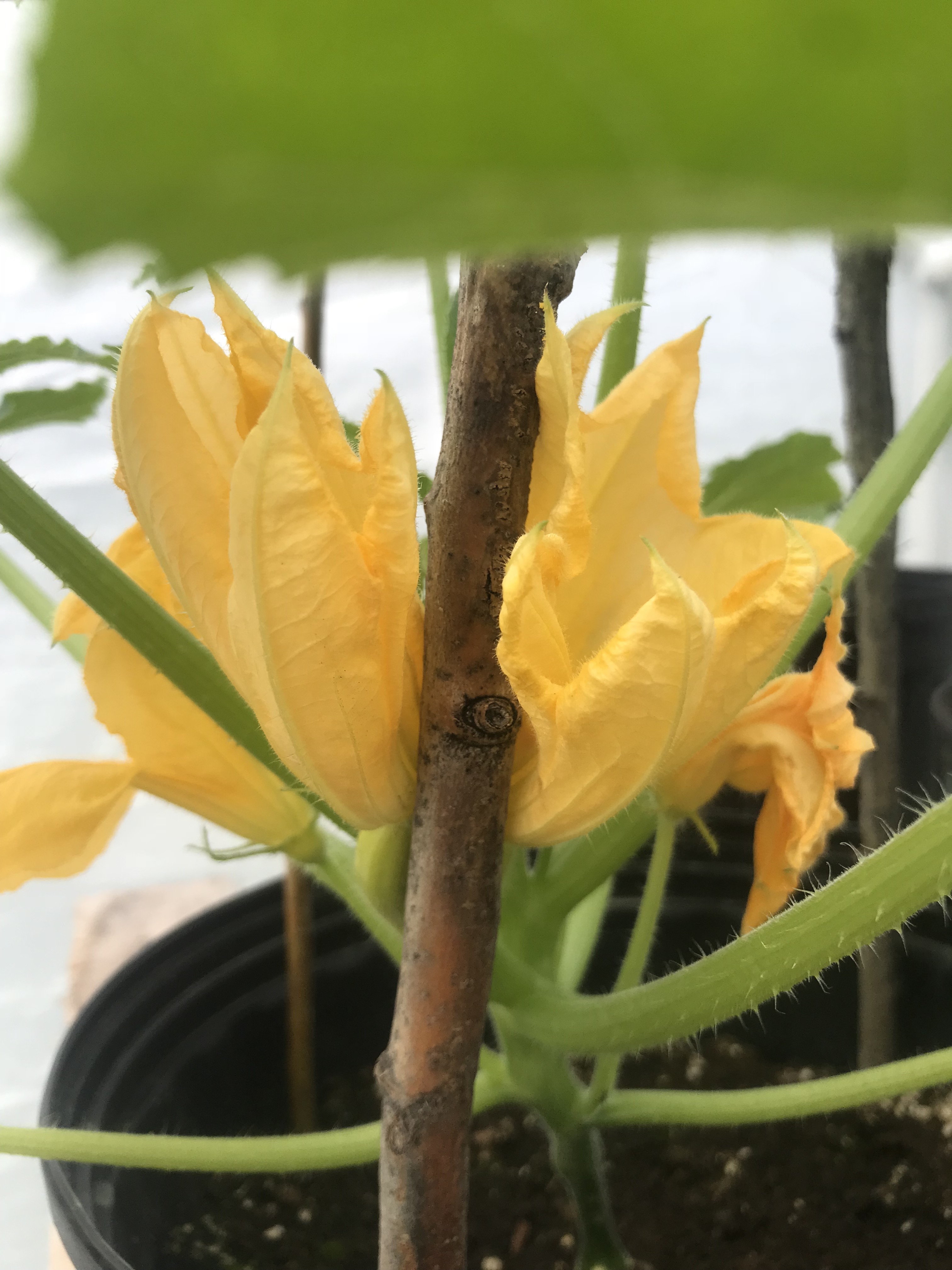 Beneath the Borealis Back in the Saddle Double Yellow Squash