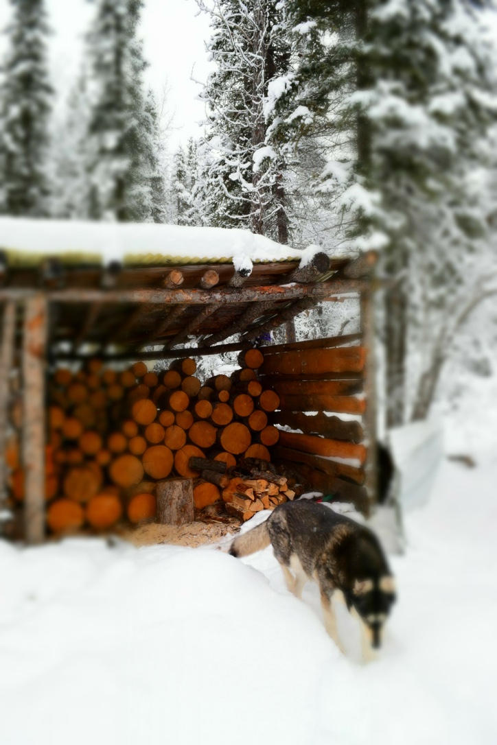 Beneath the Borealis 09-24-18 100 CindaLou Huskies of Alaska