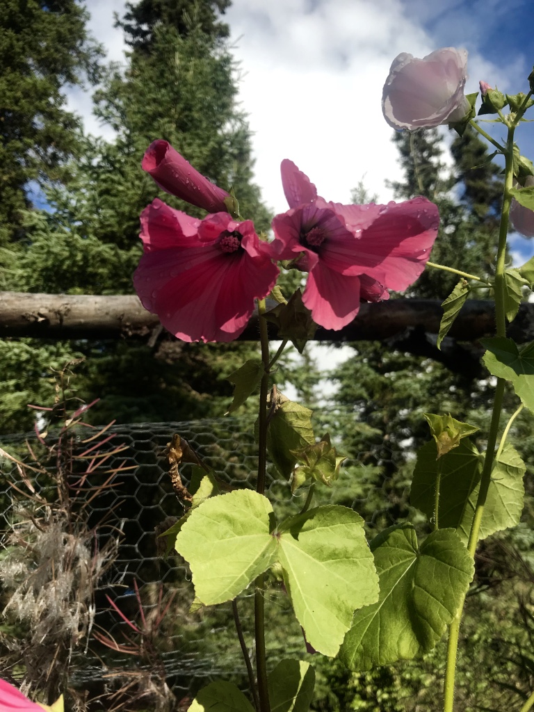 Beneath the Borealis Under Pressure 10-15-18 Lavaterra Gardening in Alaska