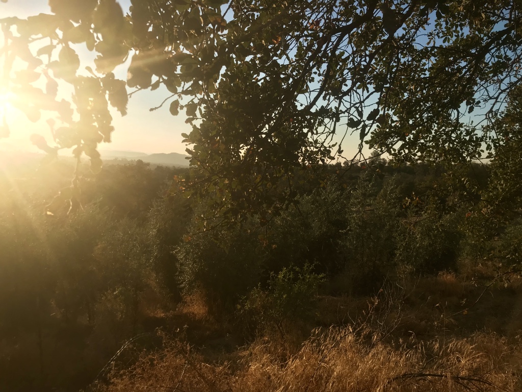 Beneath the Borealis The Good in the Bad and the Ugly Northern California Olive Ranch
