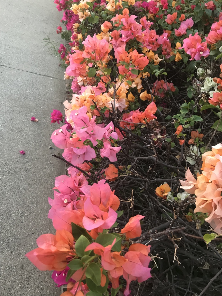 Beneath the Borealis How to Plan the Perfect Trip to Mexico Bougainvillea