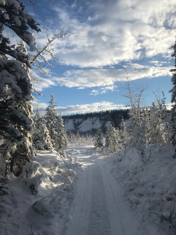 beneath the borealis - work in the woods -1-28-19 follow your own path