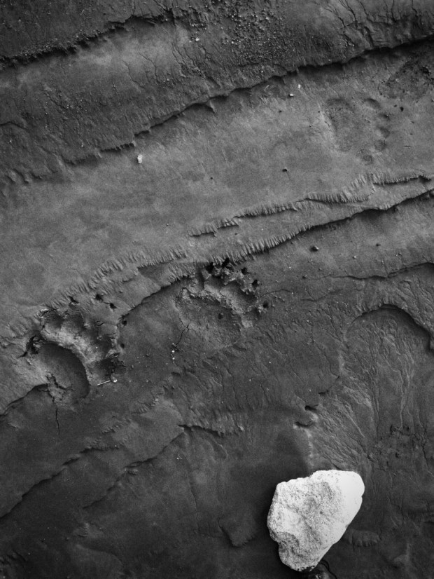 Beneath the Borealis - Snowtime Stories - 2-4-19 Bear tracks