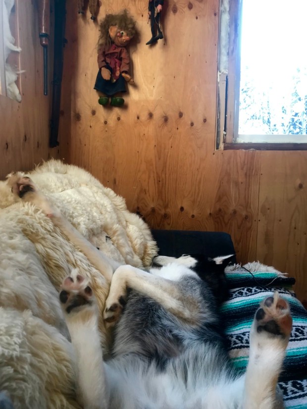 Beneath the Borealis In Celebration of Women Huskies in Alaska