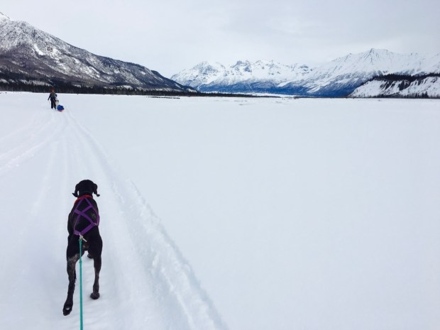 Beneath the Borealis In Celebration of Women Winter Camping GSP of Skijoring
