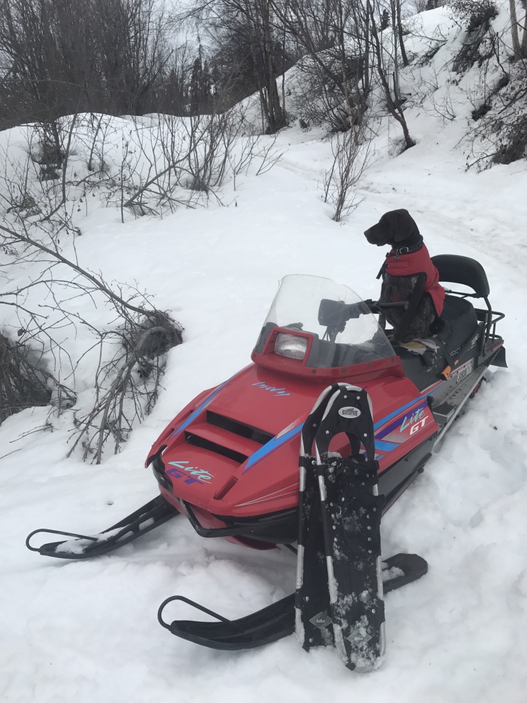 Beneath the Borealis POST Baby You Can Drive My Car German Shortaired Pointer