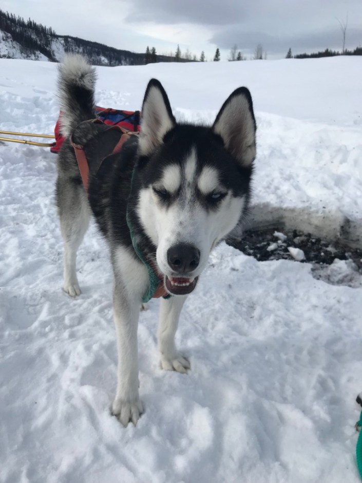 Beneath the Borealis POST Baby You Can Drive My Car Husies of Alaska