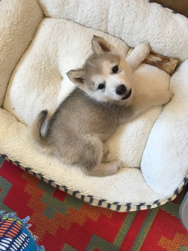 Beneath the Borealis The Fluff Part II 04-22-19, Alaskan Malamute