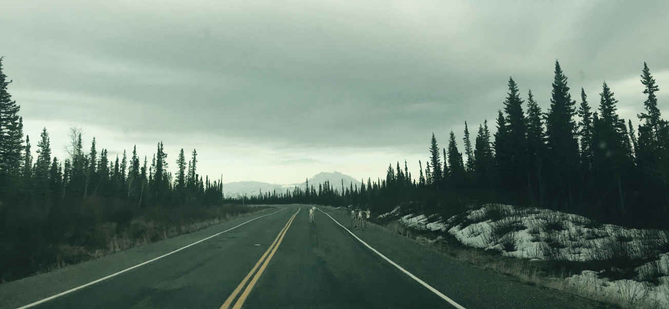 Beneath the Borealis The Fluff Part II 04-22-19 Fairbanks, Alaska Caribou Crossing
