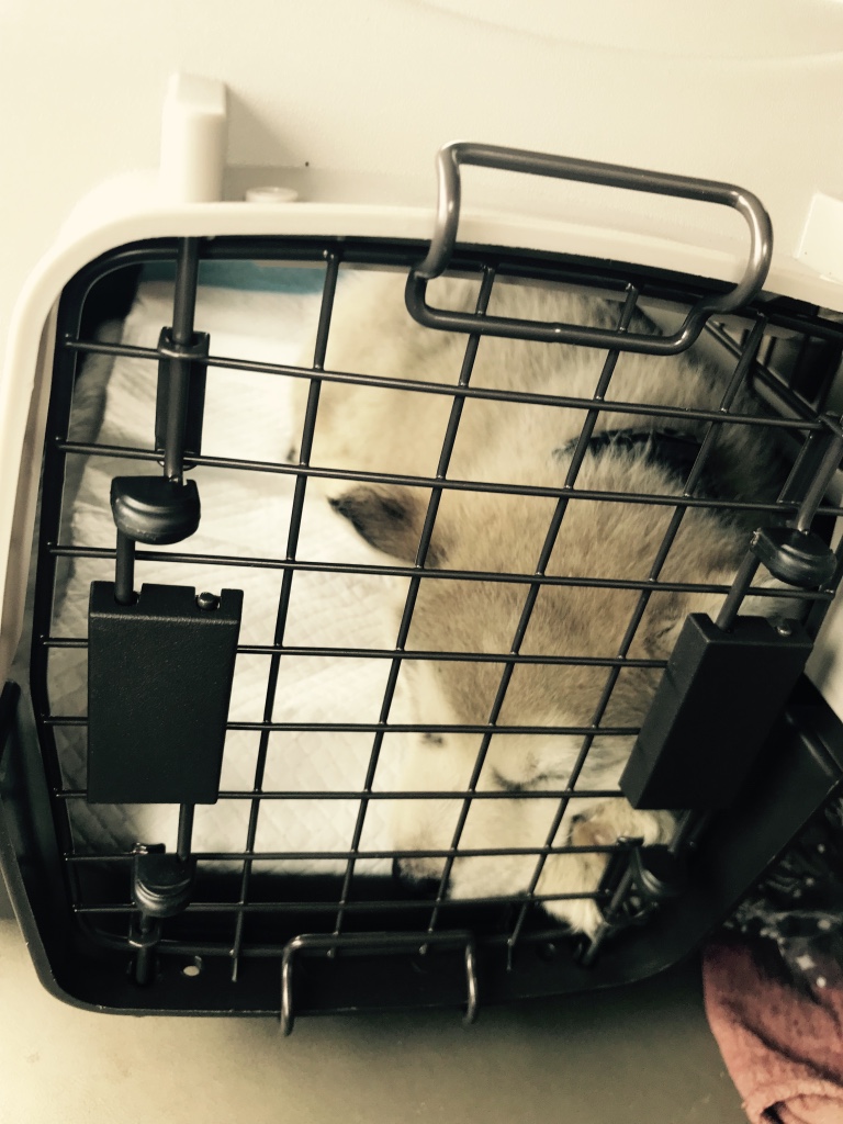 Beneath the Borealis The Fluff Part II, 04-22-19, Malamute pup and me