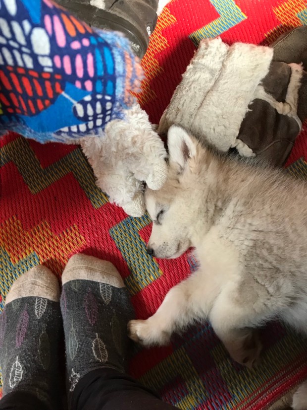 Beneath the Borealis, The Sunshine Blogger Award, Alaskan Malamute