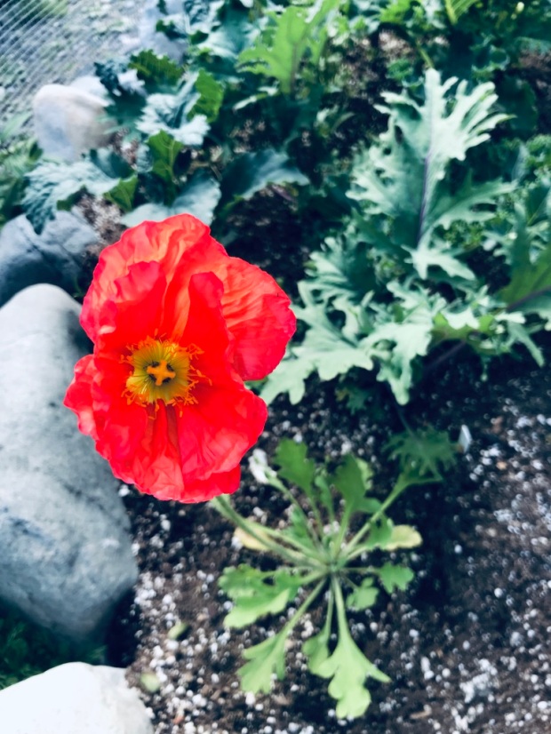 Beneath the Borealis 07-22-19 Everything Changes (Even Your Face) Gardening Poppies in Alaska