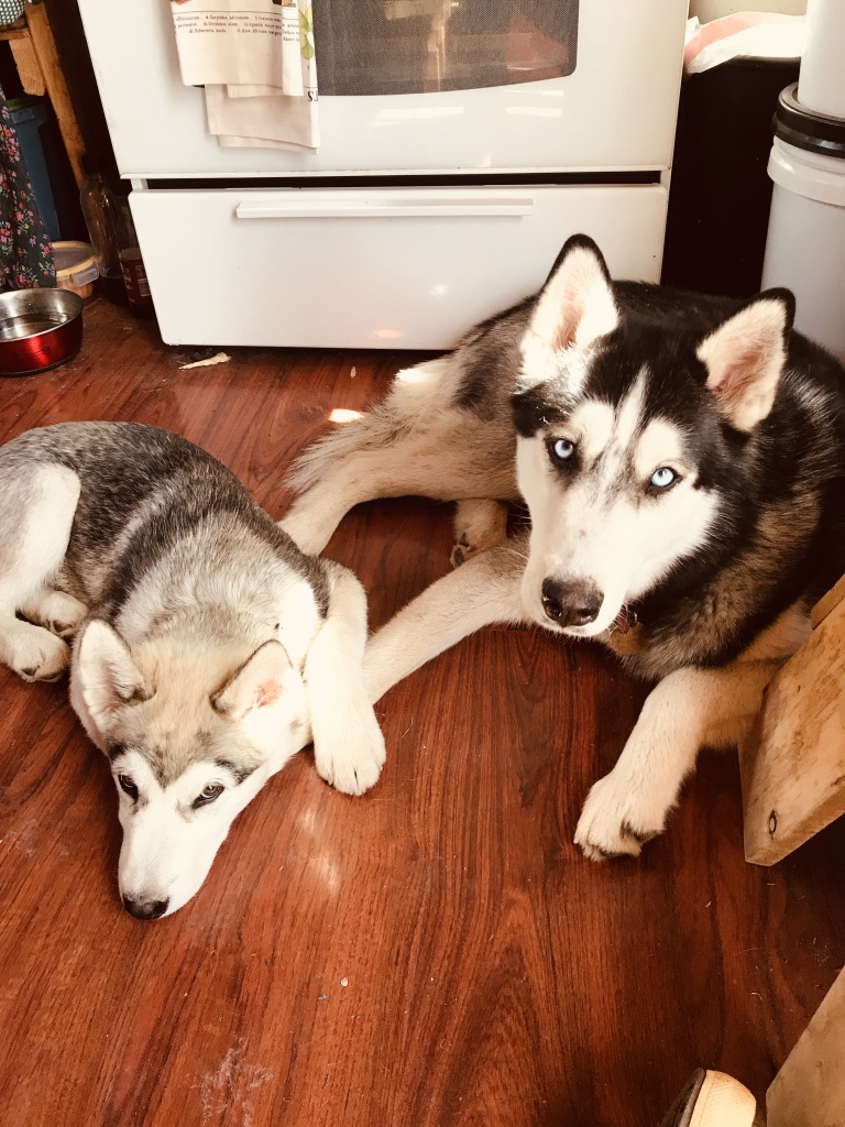 Beneath the Borealis 7-8-19, Six Funerals and a Wedding, Husky and Malamute holding hands