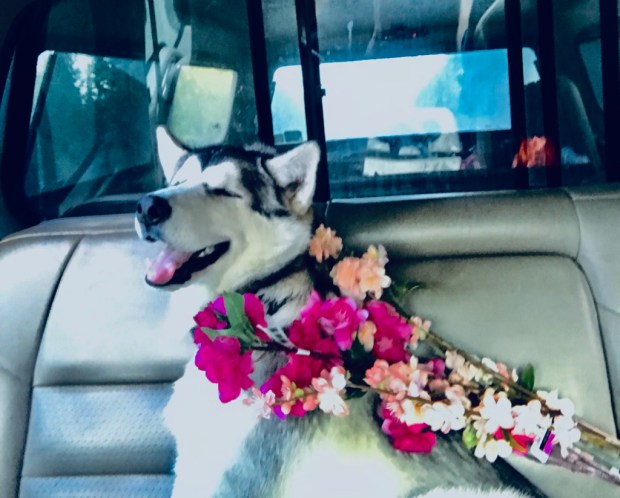 Beneath the Borealis Back to the Wave 08-12-19, Malamute puppy in a wedding.jpg