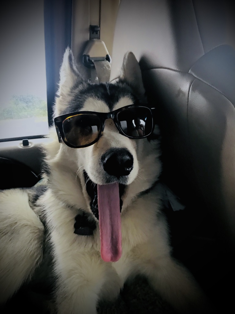 Beneath the Borealis Back to the Wave 08-12-19 Malamutes of Alaska