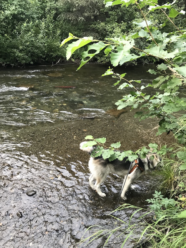Beneath the Borealis Back to the Wave 08-12-19, Sockeye Salmon