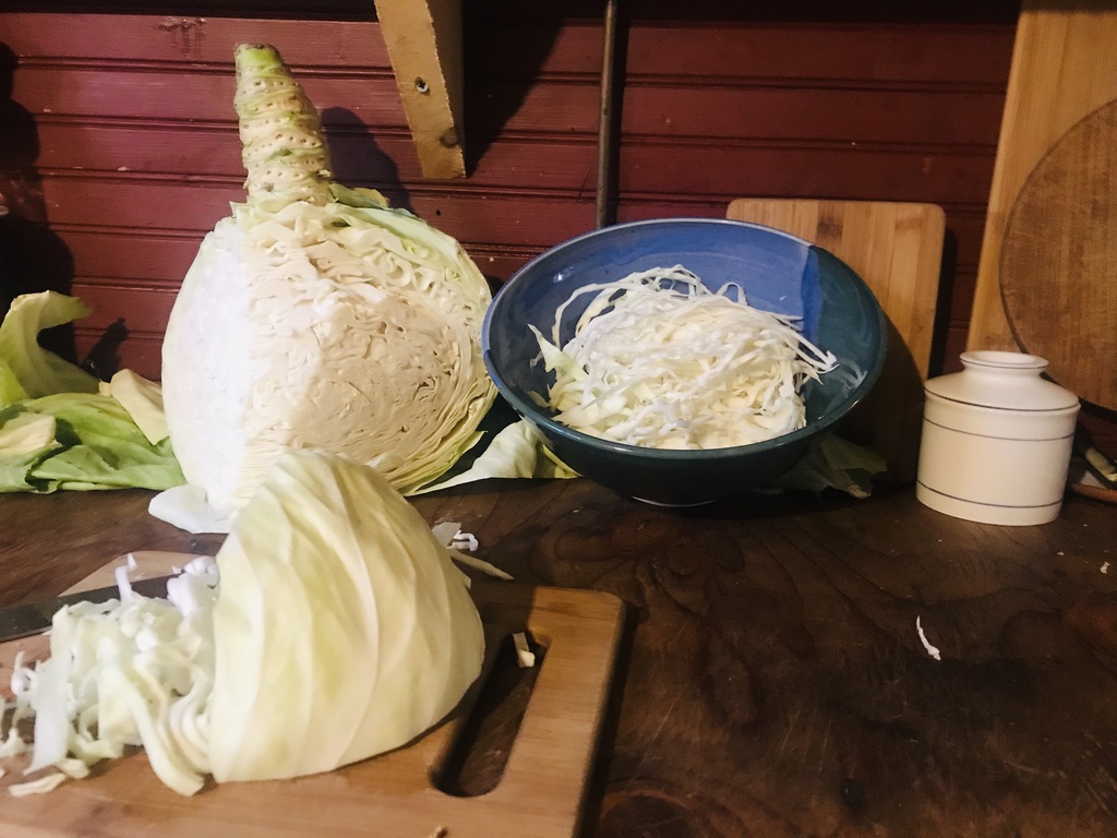 Beneath the Borealis, 11-11-19, Post Cabin Confessions, Putting Up, Alaskan cabbage harvest making Sauerkraut