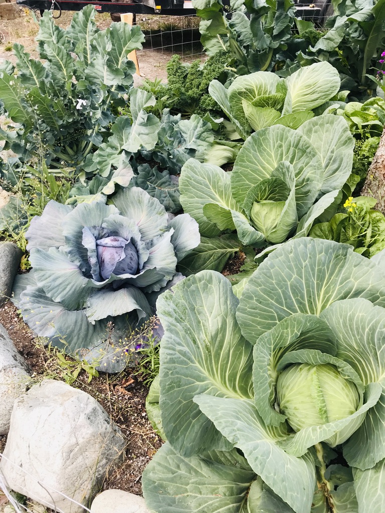 Beneath the Borealis, 11-11-19, Post Cabin Confessions, Putting Up, Alaskan cabbages