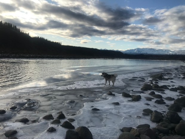 Beneath the Borealis, 11-11-19, Post Cabin Confessions, Putting Up, Alaskan Malamute 9 months old