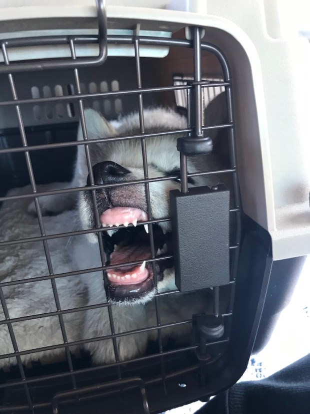 Beneath the Borealis, 11-11-19, Post Cabin Confessions, Putting Up, Alaskan Malamute puppy