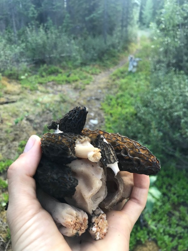 Beneath the Borealis, 11-11-19, Post Cabin Confessions, Putting Up, Gardening in Alaska, foraging for morels
