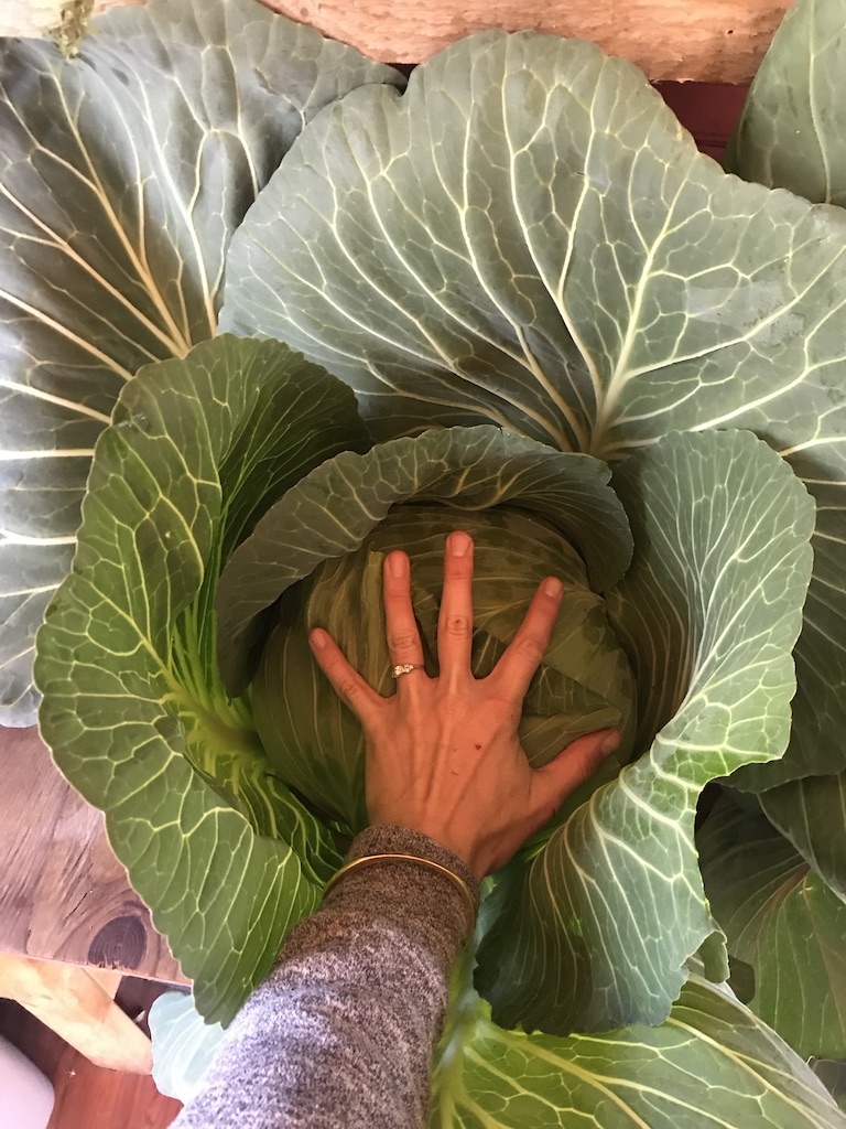 Beneath the Borealis, 11-11-19, Post Cabin Confessions, Putting Up, Gardening in Alaska, giant cabbages green