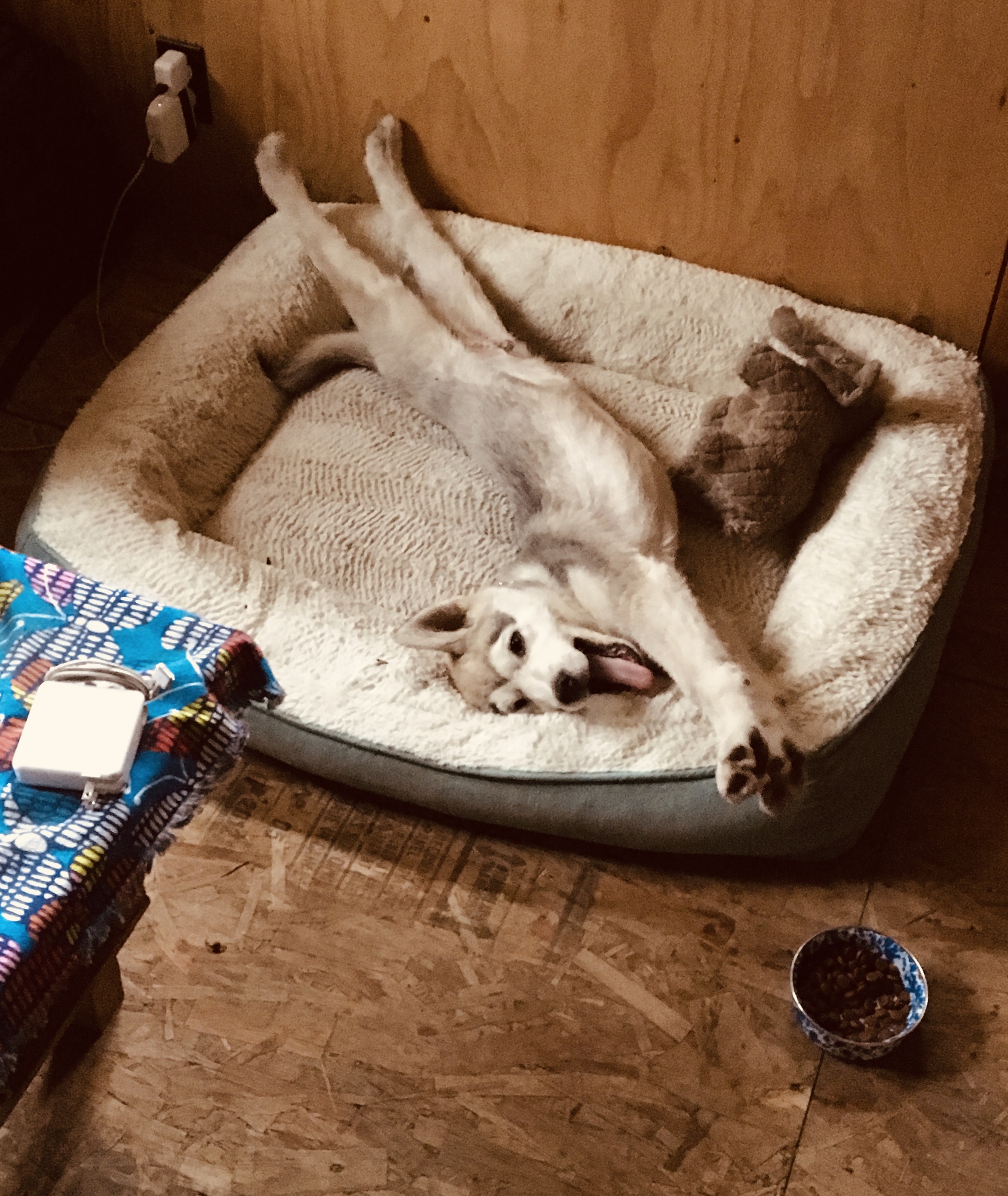 Beneath the Borealis, 11-11-19, Post Cabin Confessions, Putting Up, Gardening in Alaska, Malamute puppy in Alaska