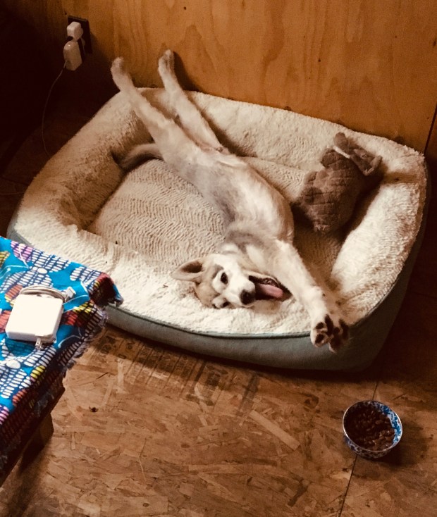 Beneath the Borealis, 11-11-19, Post Cabin Confessions, Putting Up, Gardening in Alaska, Malamute puppy in Alaska