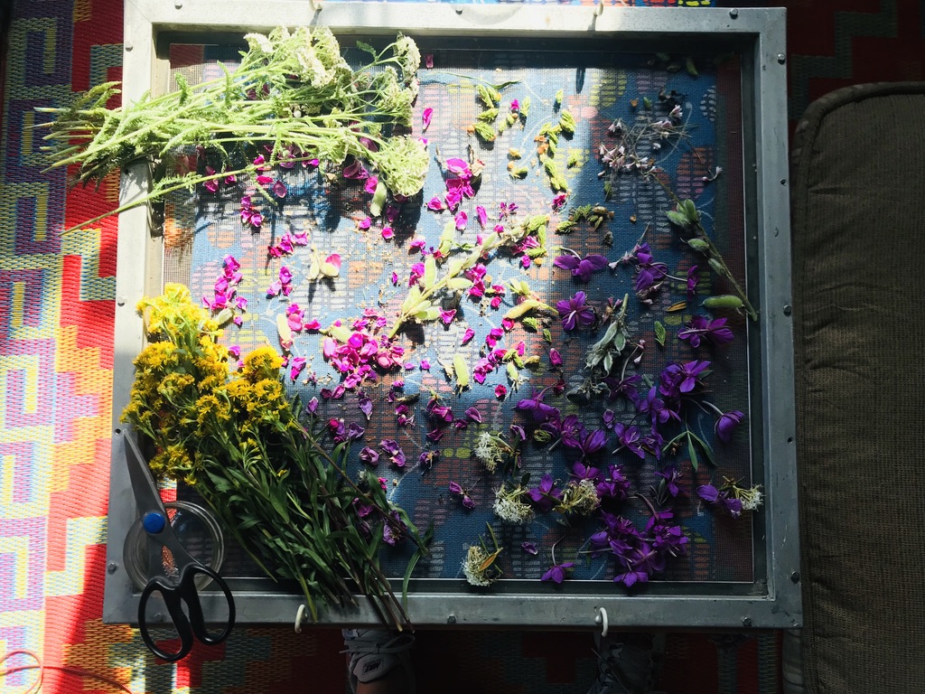 Beneath the Borealis, 11-11-19, Post Cabin Confessions, Putting Up, harvesting wild alaskan plants