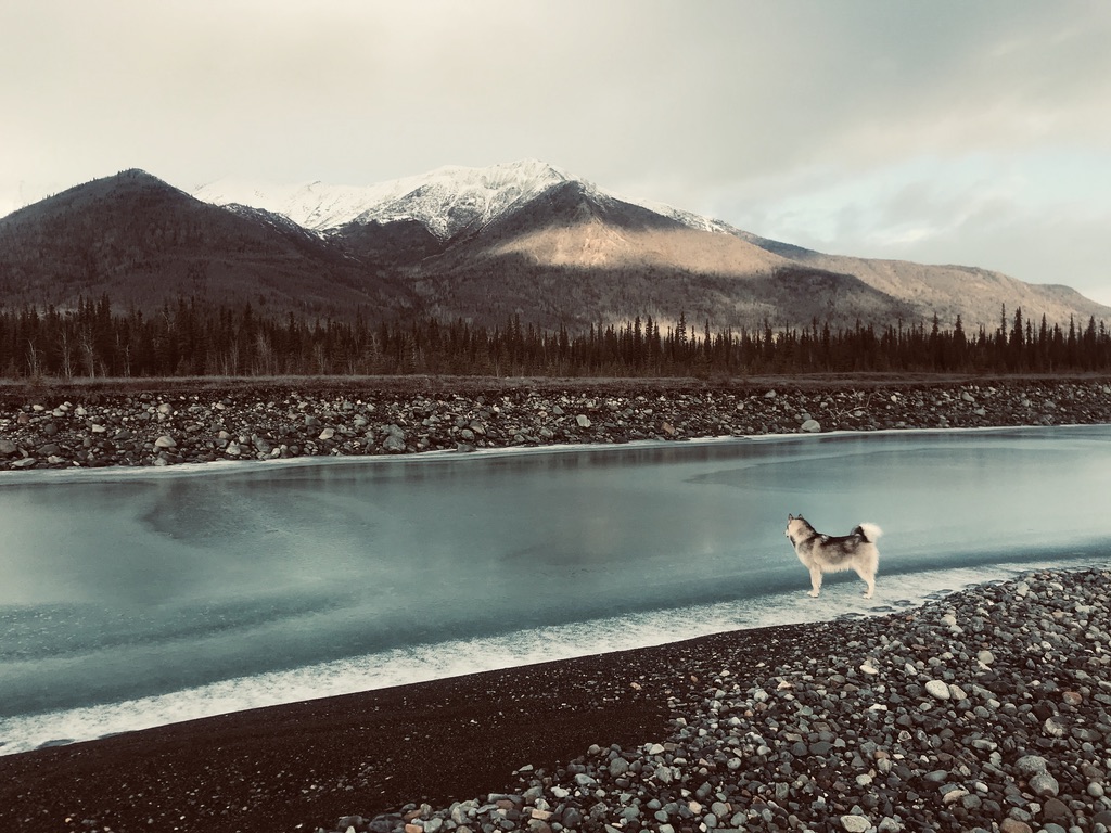 Beneath the Borealis, 11-11-19, Post Cabin Confessions, Putting Up, Leto the Alaskan Malamute