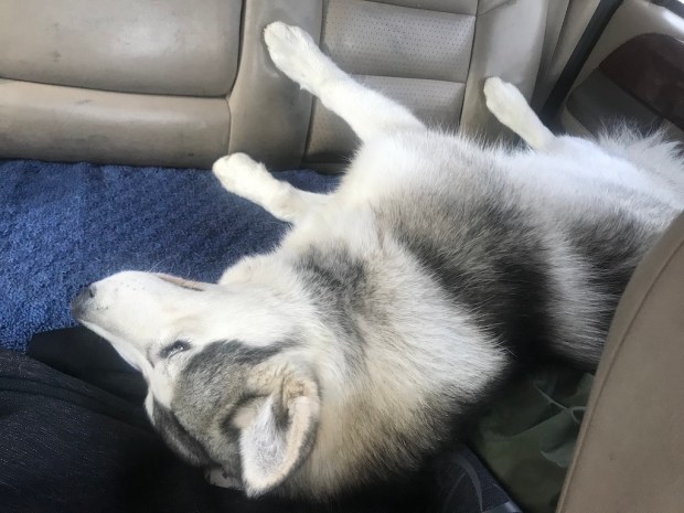 Beneath the Borealis, 11-25-19, Porcupup, Malamute after the vet